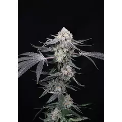 High Society, Фасовка: 5